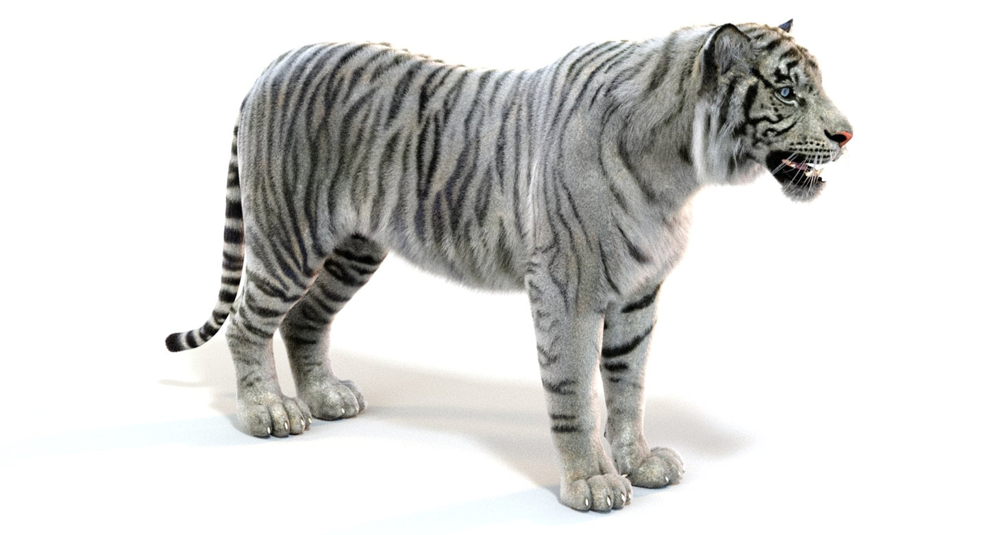 White Sumatran Tiger Fur 3D Model