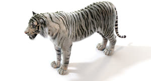 Realistic White Tiger 3D Model for Download Thumbnail