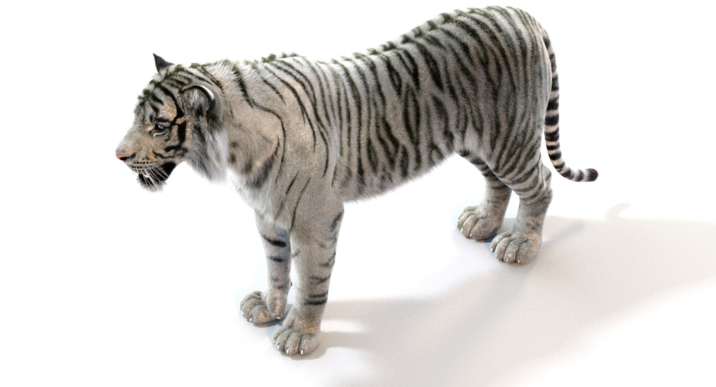 White Sumatran Tiger Fur 3D Model