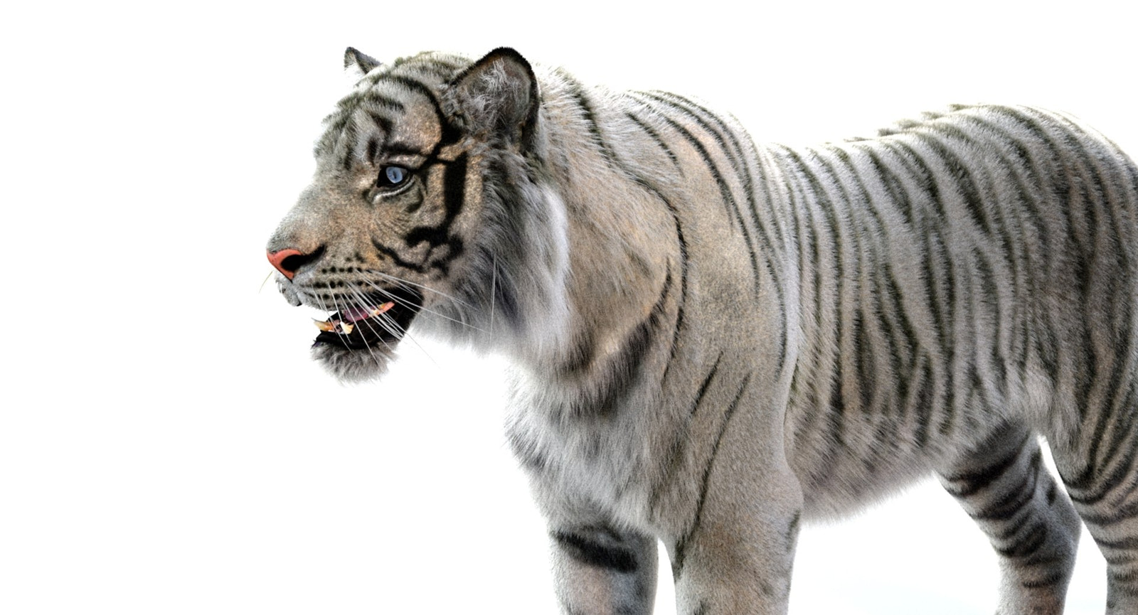 Realistic White Tiger 3D Model for Download