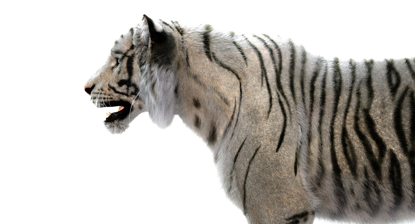 White Sumatran Tiger Fur 3D Model
