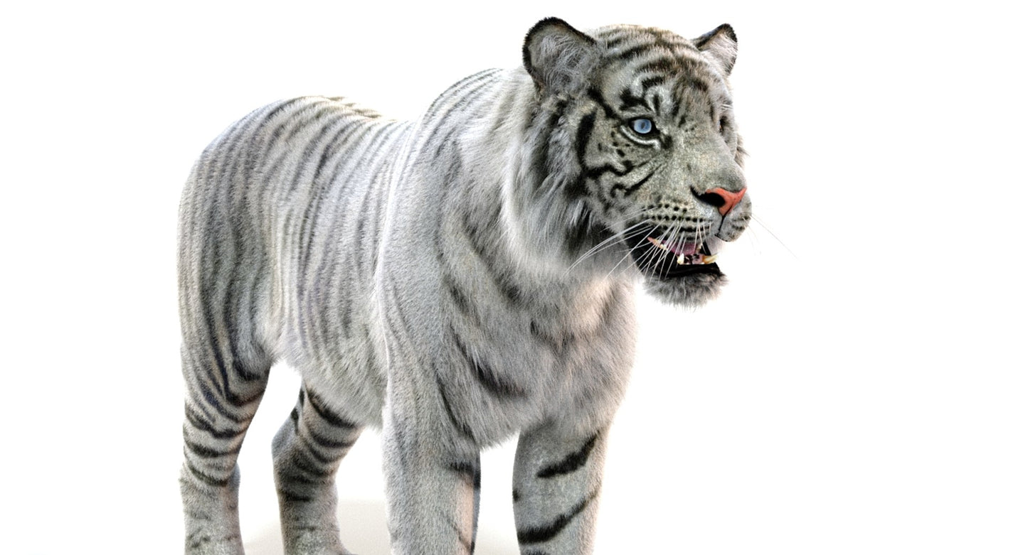 White Sumatran Tiger Fur 3D Model