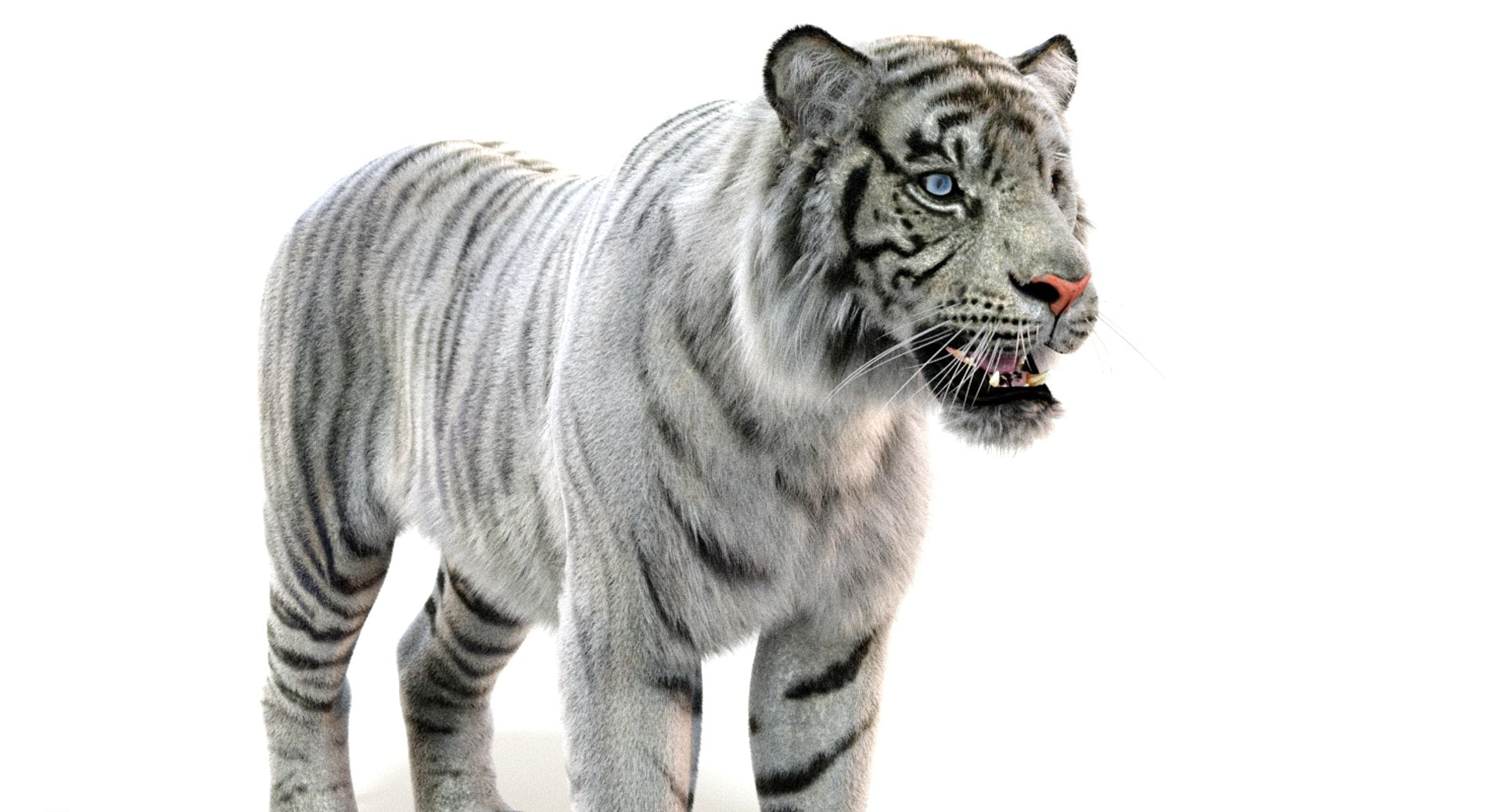 Realistic White Tiger 3D Model for Download