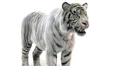 White Sumatran Tiger Fur 3D Model