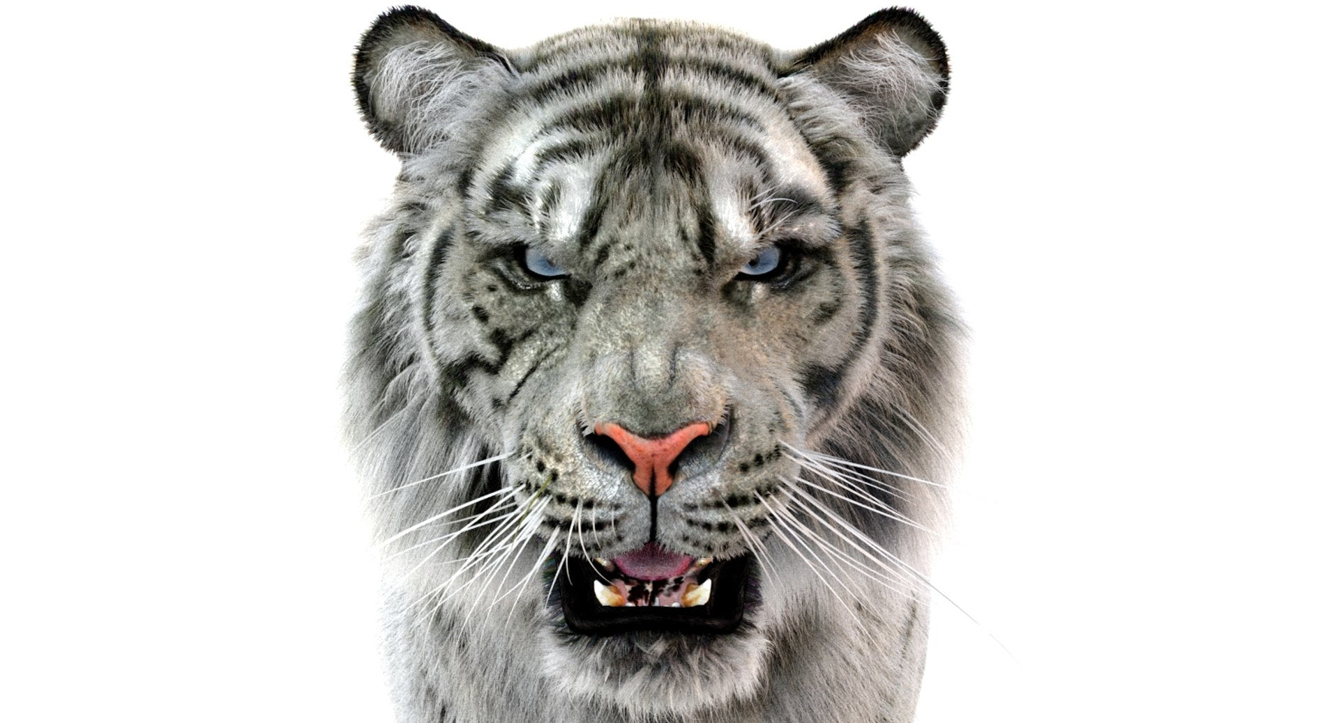 Realistic White Tiger 3D Model for Download Head Close Up