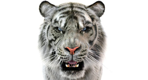 Realistic White Tiger 3D Model for Download Head Close Up Thumbnail