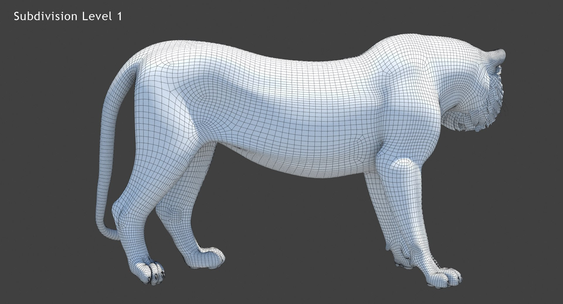 Tiger 3D Model Wireframe View Subdivision Level 1
