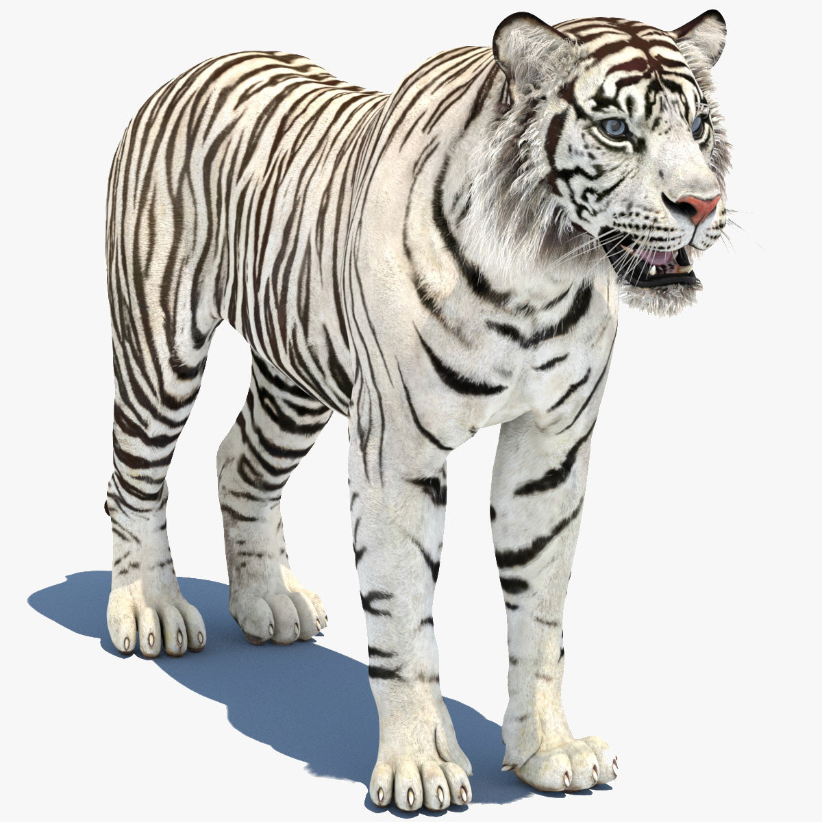 White Sumatran Tiger 3D Model