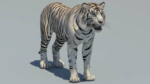 Realistic White Tiger 3D Model for Download Thumbnail