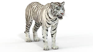 Realistic White Tiger 3D Model for Download Thumbnail