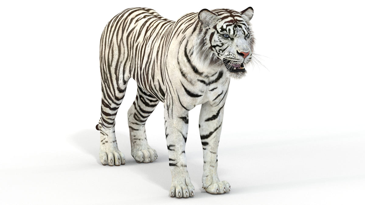 Realistic White Tiger 3D Model for Download