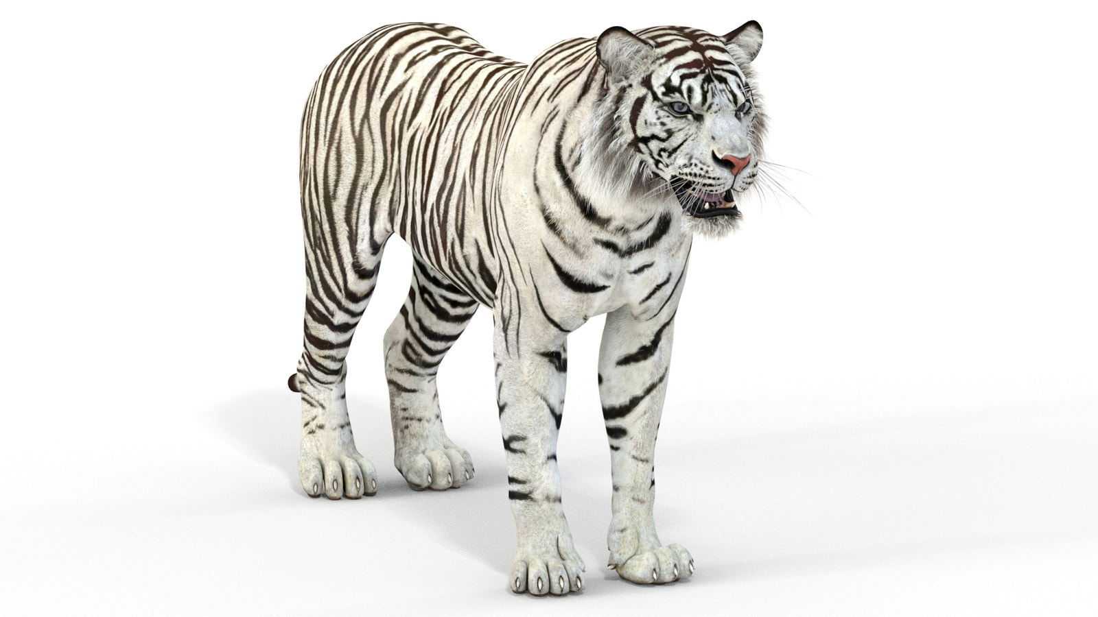 Realistic White Tiger 3D Model for Download