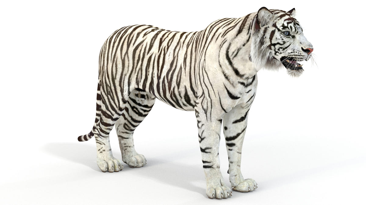 Realistic white tiger 3D model for download