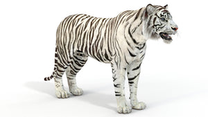Realistic white tiger 3D model for download Thumbnail
