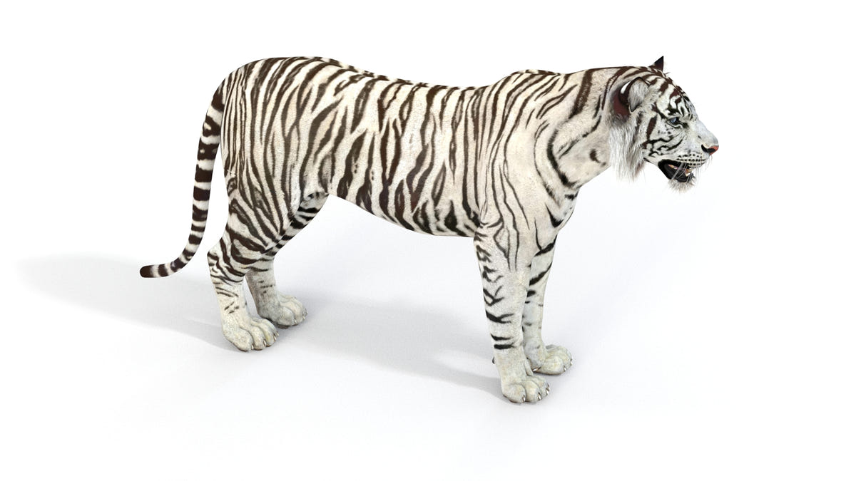 Realistic white tiger 3D model for download
