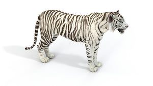 Realistic white tiger 3D model for download Thumbnail