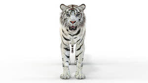 Realistic white tiger 3D model for download Thumbnail