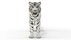 Realistic white tiger 3D model for download Thumbnail