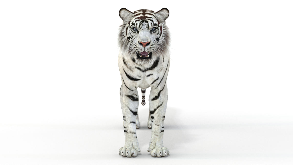 Realistic white tiger 3D model for download