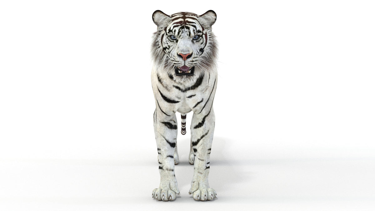 Realistic white tiger 3D model for download