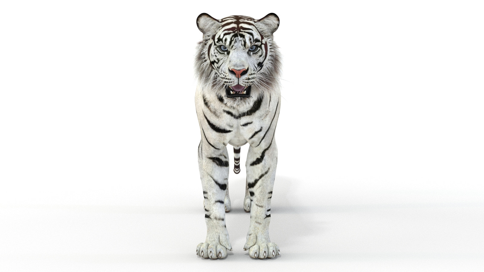 Realistic white tiger 3D model for download