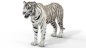 Realistic white tiger 3D model for download Thumbnail