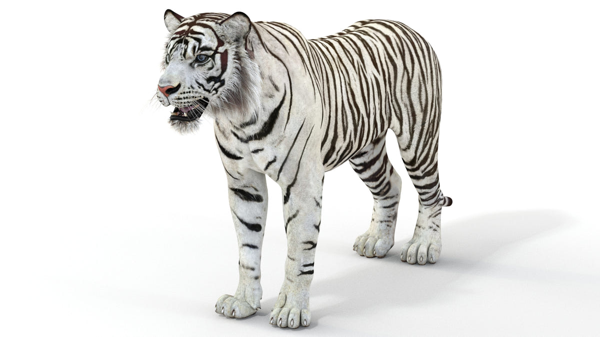 Realistic white tiger 3D model for download
