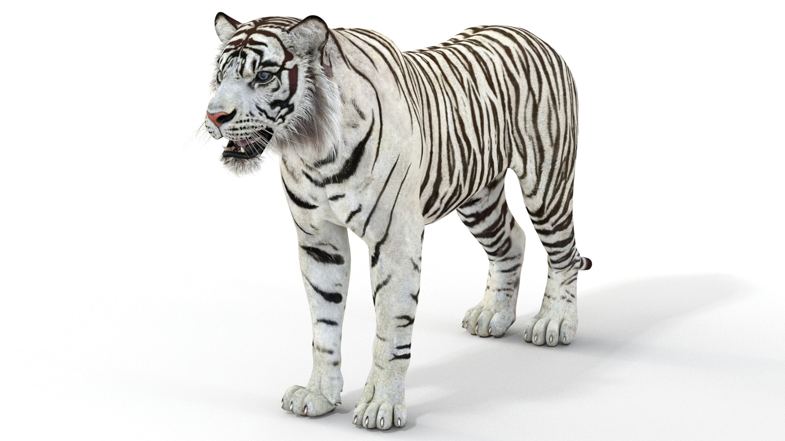 Realistic white tiger 3D model for download