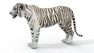 Realistic white tiger 3D model for download Thumbnail