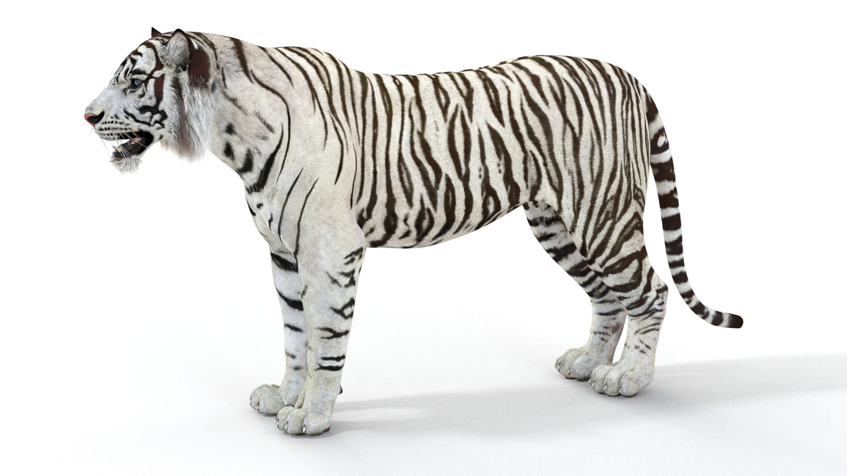 Realistic white tiger 3D model for download