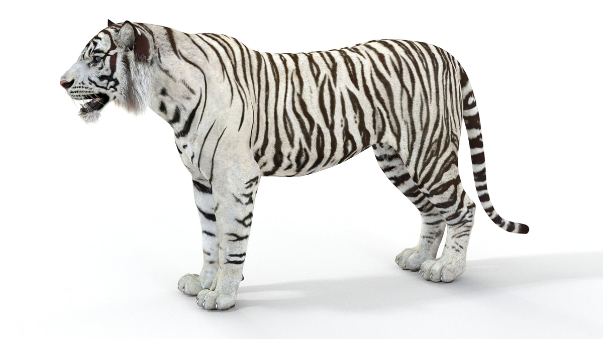 Realistic white tiger 3D model for download