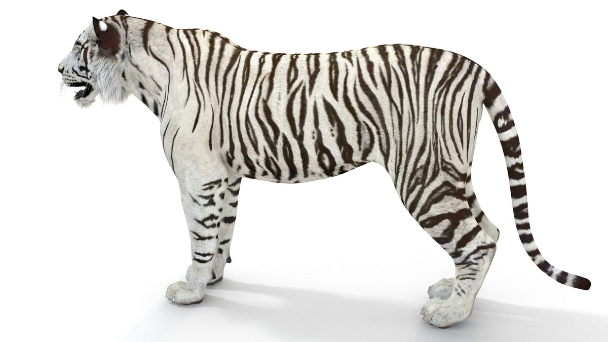 Realistic white tiger 3D model for download