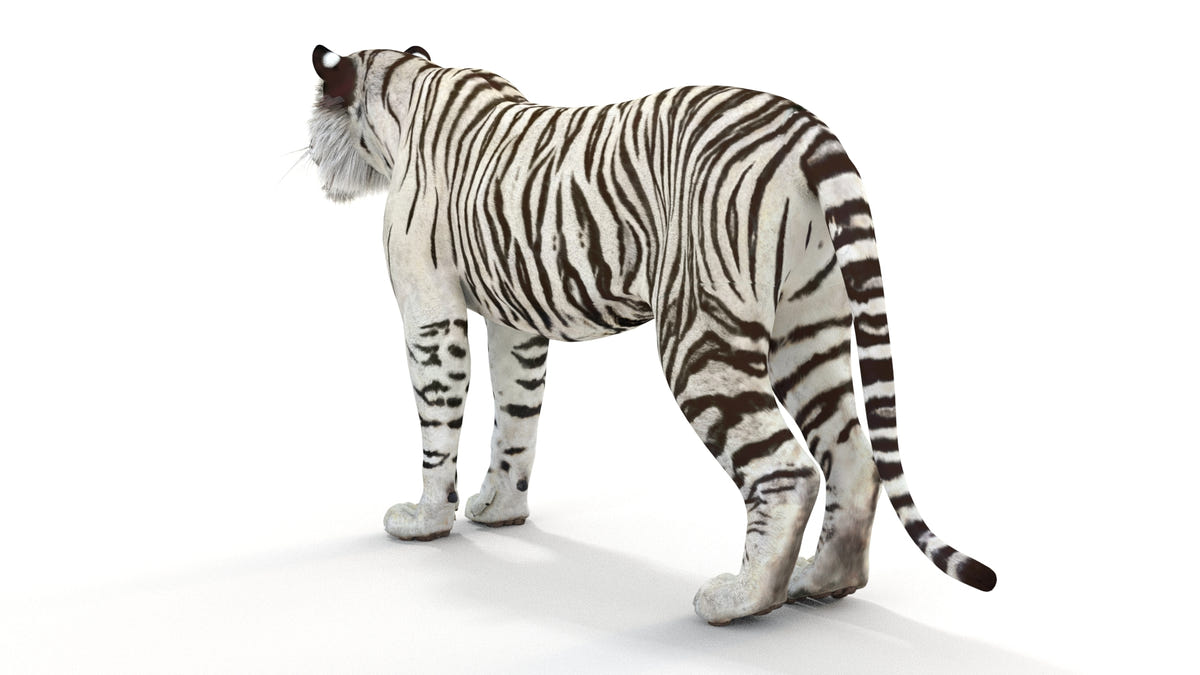Realistic white tiger 3D model for download