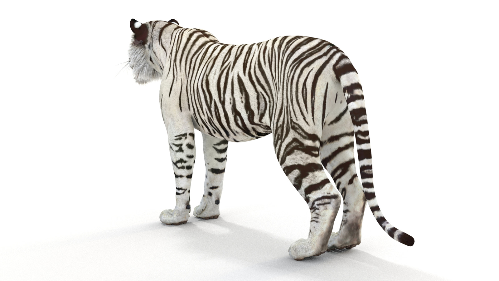 Realistic white tiger 3D model for download