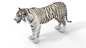 Realistic white tiger 3D model for download Thumbnail