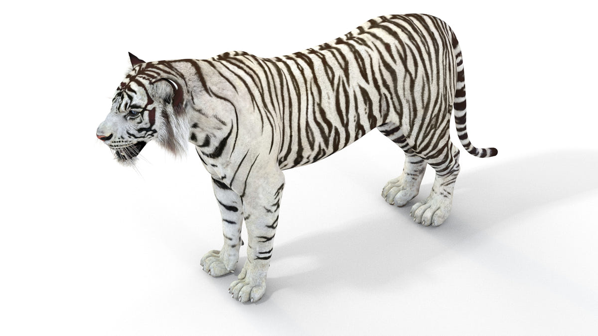 Realistic white tiger 3D model for download