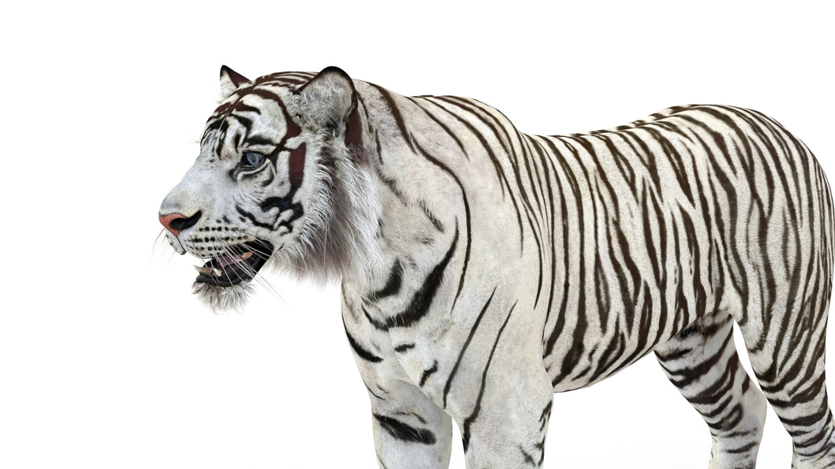 Realistic white tiger 3D model close up view for download