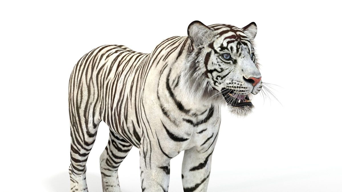 Realistic white tiger 3D model close up view for download
