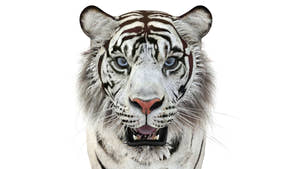 Realistic white tiger 3D model close up view for download Thumbnail