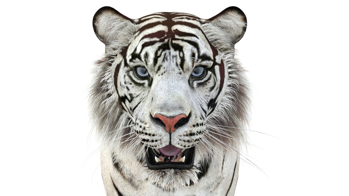 Realistic white tiger 3D model close up view for download