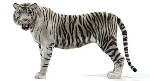 Animated White Tiger 3D Model with Realistic Groomed Fur Thumbnail