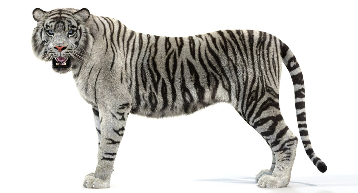 Animated White Tiger 3D Model with Realistic Groomed Fur