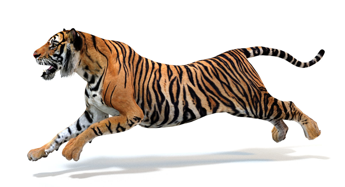 Animated Tiger 3D Model - Game Ready | Hair Cards - 360 Degree View