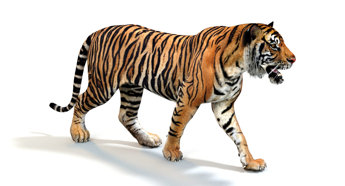 Animated Tiger 3D Model - Game Ready | Hair Cards - 360 Degree View