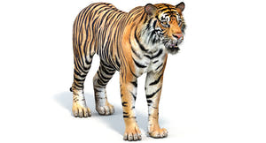Big Cats 05 3D Model Thumbnail
