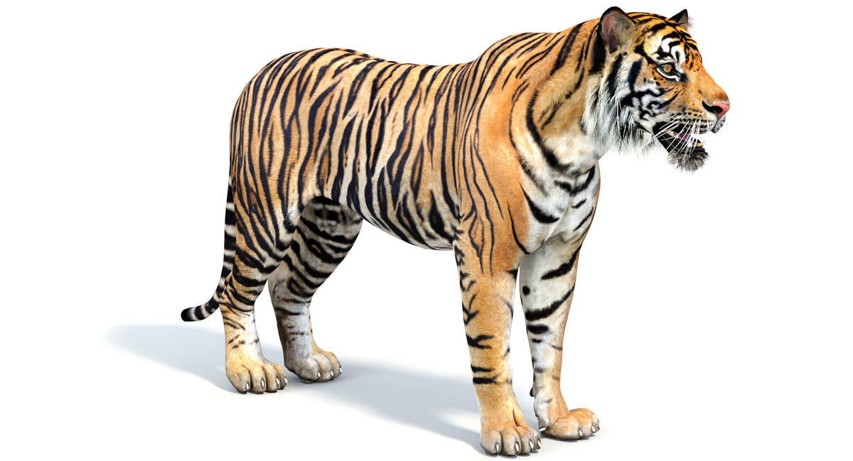 Big Cats 05 3D Model