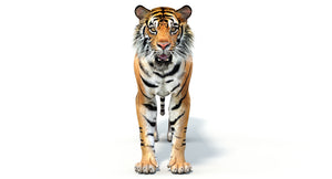 Big Cats 05 3D Model Thumbnail