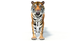 Realistic Tiger 3D Model for Download Thumbnail