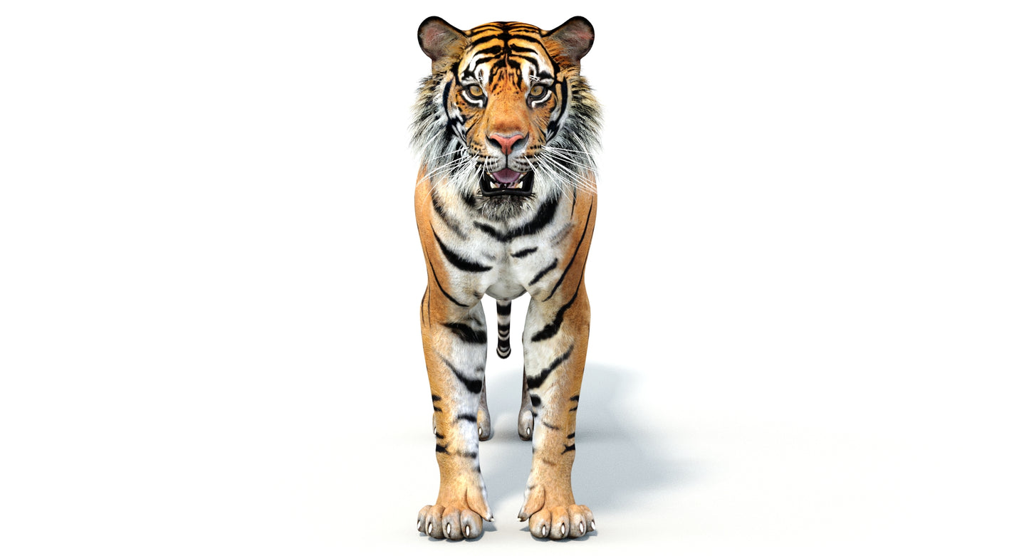 Big Cats 04 3D Model