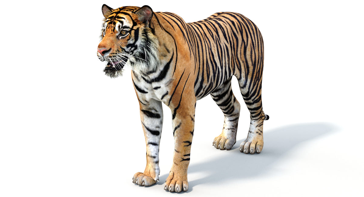 Big Cats 05 3D Model